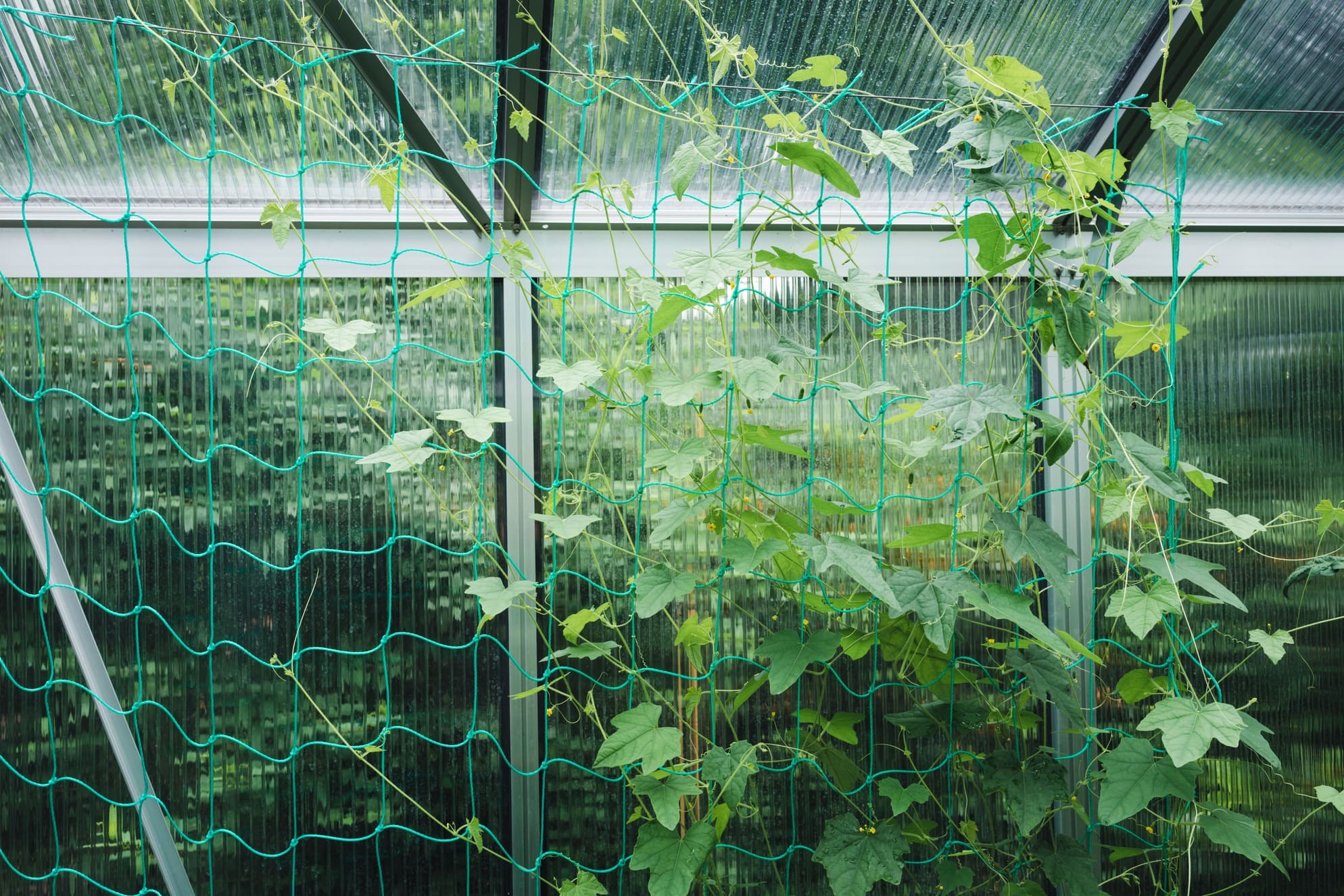 cucumbers_greenhouse.jpg