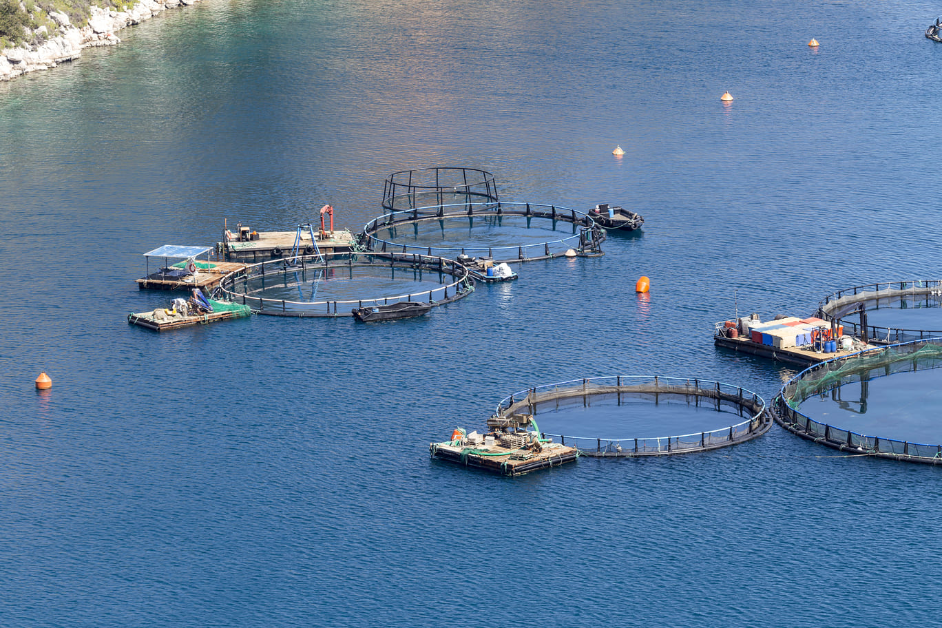 growing_fish_open_sea_view_ponds_with_fish.jpg