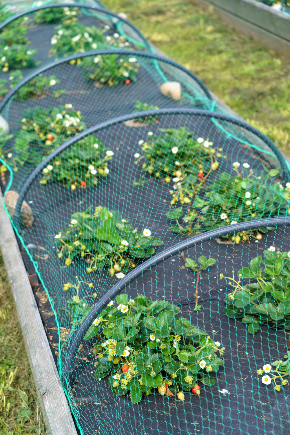 growing_strawberries_farm_farmer_s_garden.jpg