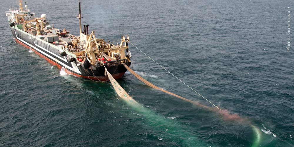 Super Trawl Net in Tamil Nadu